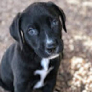 Meet your Posher, Iris